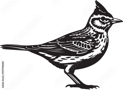 White tailed Lark bird in silhouette full white baackground.