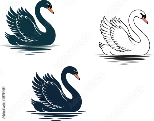 Three elegant black swans in water one sketch and two illustrations