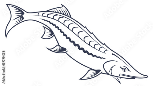 Sturgeon fresh  line art vector silhouette illustration