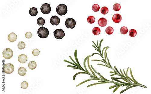 Peppercorns watercolor set. Hand drawn dried black, white and pink pepper with rosemary. Clip art on a white background of hot spices. Ideal for cookbooks, menus and organic product packaging