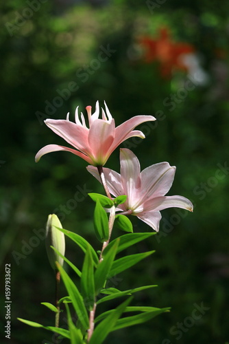 純潔を象徴する花