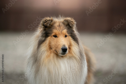 amazing head Rough Collie, sheepdog dog long hair 