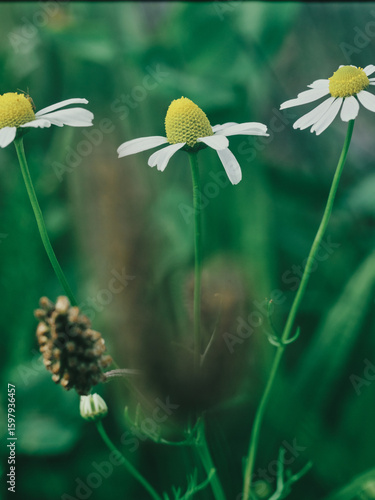 A Daisy in grass with little depth of field, creating a dreamy vibe.