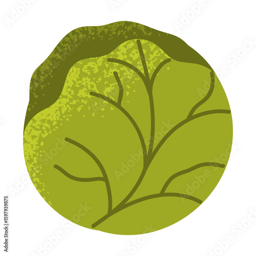 Fresh green cabbage head. Healthy vegetable. Fresh organic food for salads. Vector illustration in cartoon style. Isolated on white background