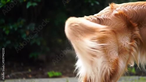 Dog's tail wagging in backyard, trees blurred behind, for illustrating pet care, joy