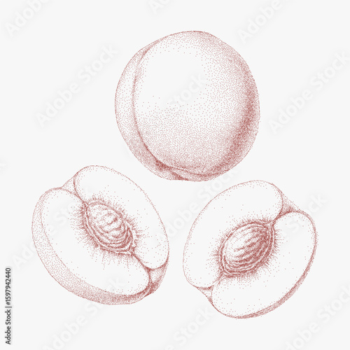 Three peaches, drawn sketch. Old photocopy style stipple halftone illustration with noisy dotted texture and rough threshold shading for edgy retro charm.