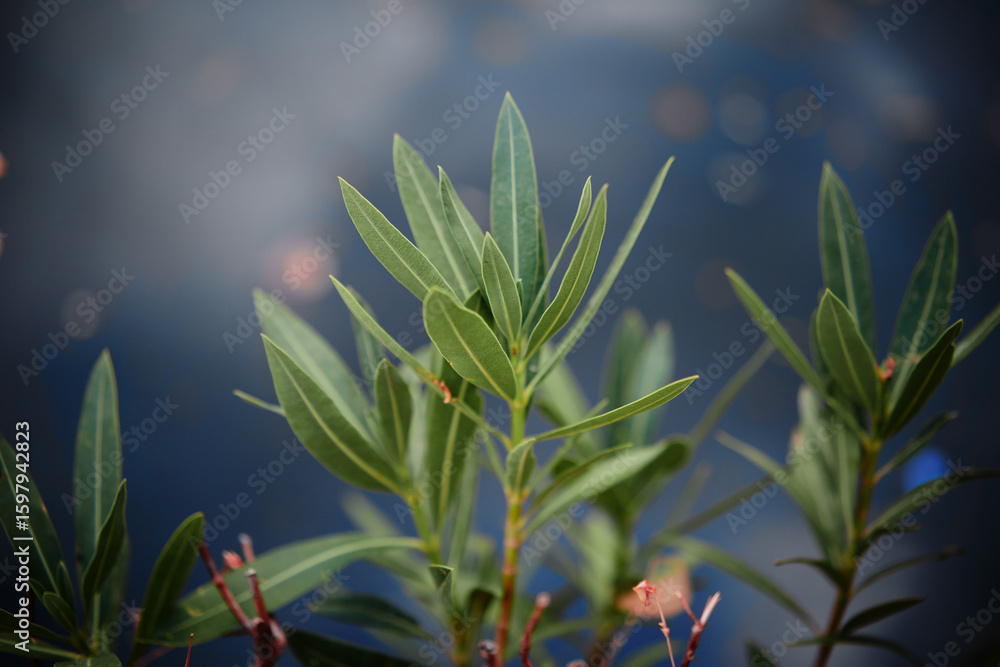 Fototapeta premium Green Leaves Against a Defocused Blue Sky Background
