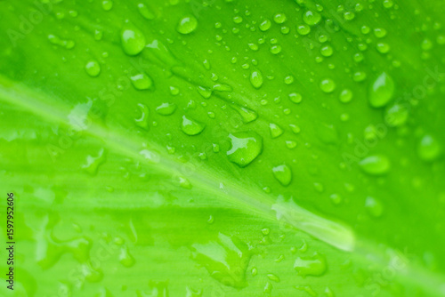 Wallpaper Mural Soft Focus nature background texture green leaf with water drop Torontodigital.ca