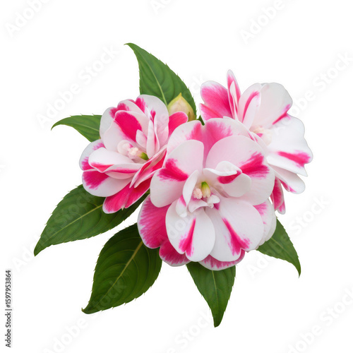 A beautiful cluster of pink and white impatiens isolated on transparent background transparent background
