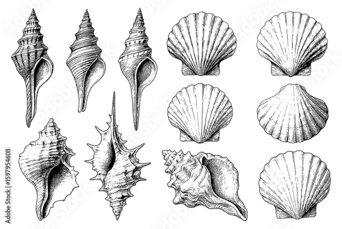 Fototapeta Detailed seashell and conch illustrations in vintage engraving style, Transparen
