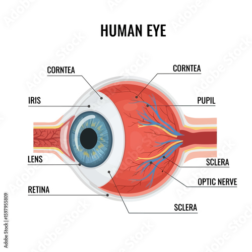 Human Eye Anatomy Diagram: An intricate illustration of the human eye, showcasing its complex inner workings, labeled for educational and medical purposes.