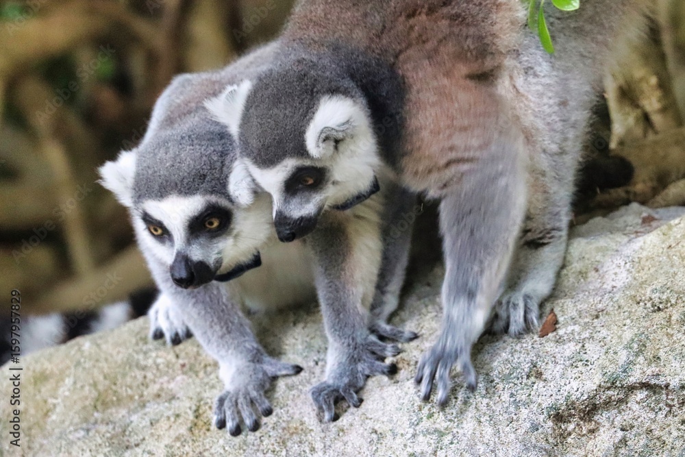 Obraz premium Bermuda