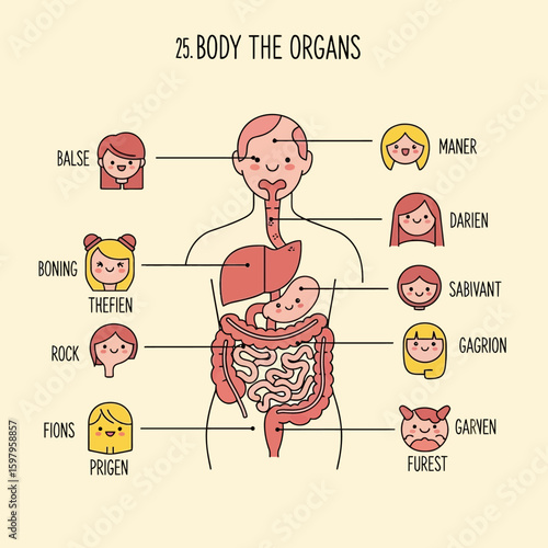 Human Body Organs Illustration: This graphic illustration of the human body's internal organs, simplified and clearly labeled, offers a basic yet insightful view into human anatomy. 