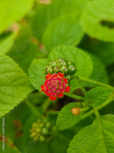 raspberry on a bush