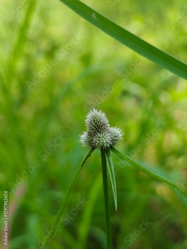 dandelion in the grass