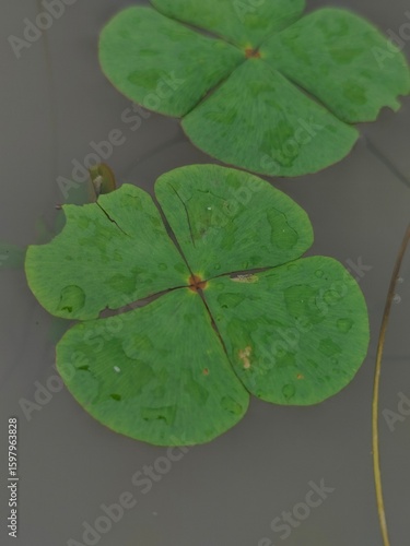 water lily in the pond