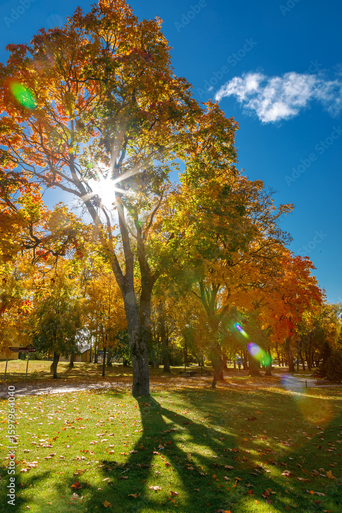 Naklejka premium Golden autumn sunbeams pierce through vibrant maple leaves, casting long shadows on a grassy park lawn