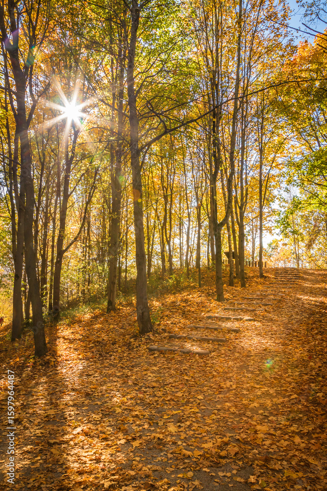 Fototapeta premium Bright sunburst through golden autumn trees illuminating a path covered with fallen leaves, ideal for conveying the beauty of fall