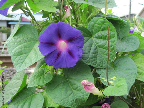purple morning glory flower