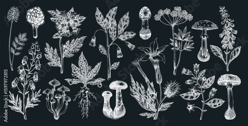 Poisonous plants and mushrooms hand drawn vector illustration. Witch herbs, deadly fungi sketches . NOT AI generated