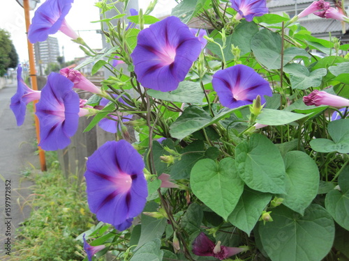 purple morning glory flower