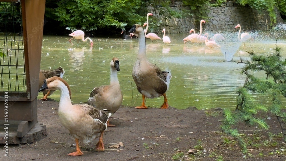 Fototapeta premium Geese and flamingos by a pond with fountain in green park surrounded by natural vegetation