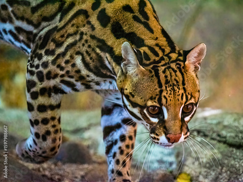 Margay on the Hunt