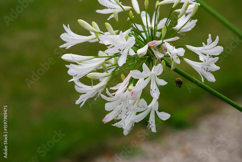 Bee collecting honey from Nerines (Guernsey Lily)