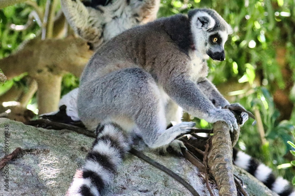 Obraz premium Bermuda