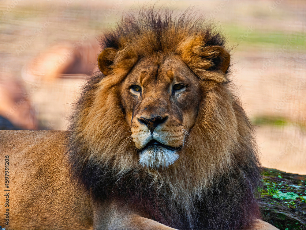 Obraz premium Male Lion Reclining on Grass