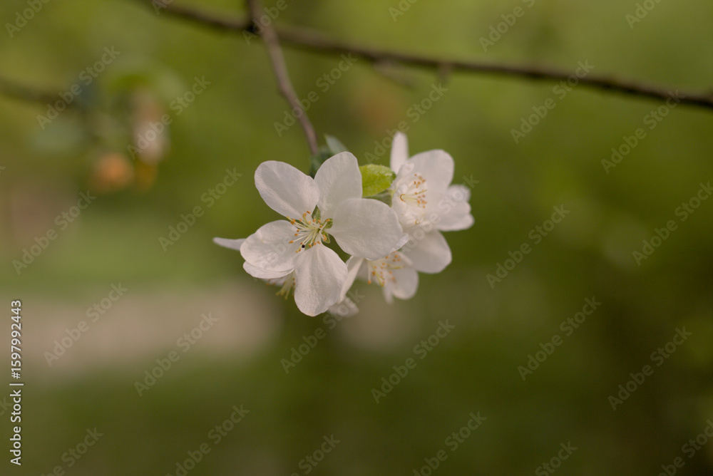 Fototapeta premium Flowers in parks around Berlin