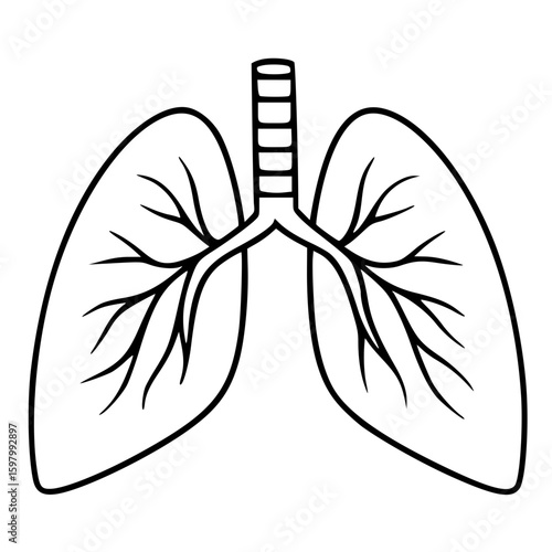 Simple line art of lungs with trachea and branching bronchi illustration