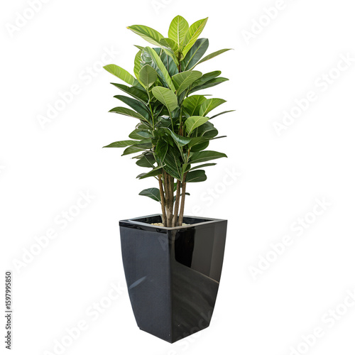 Tall Green Houseplant in Modern Black Planter: A large leafy houseplant in a sleek black planter
