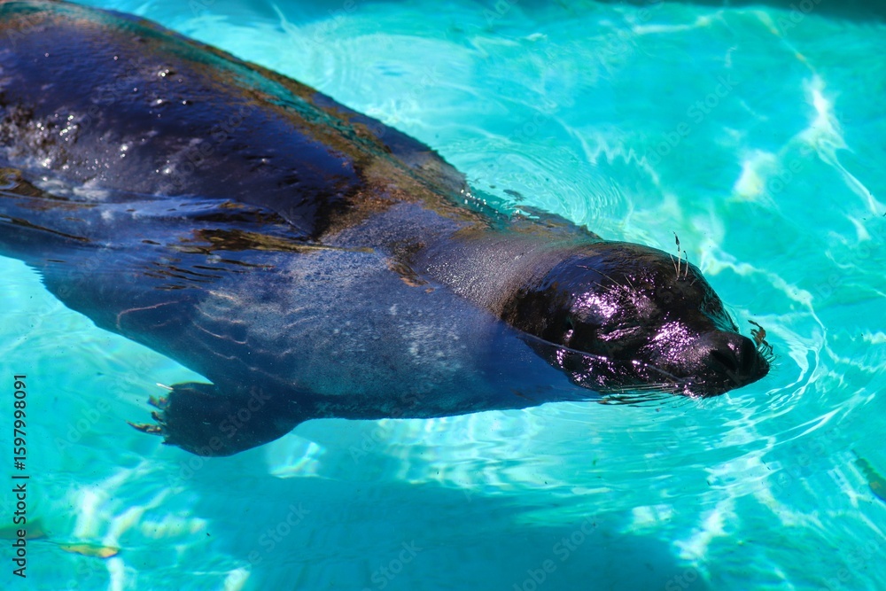 Obraz premium Bermuda