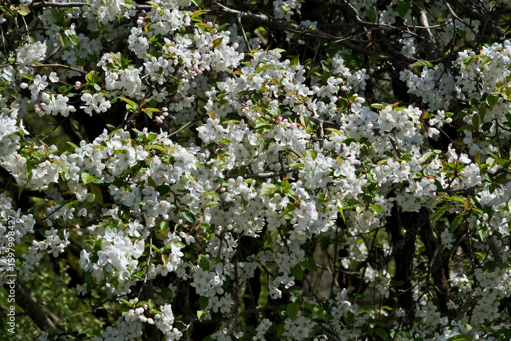 White flowers on the branches of a blossoming apple tree in spring. White flowers on a tree White flowers on the branches of a blossoming apple tree in spring. White flowers on a tree