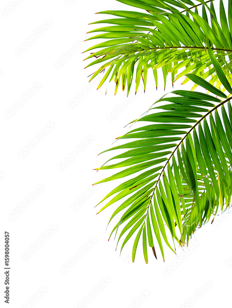 Fototapeta premium Tropical foliage for natural design elements and background applications