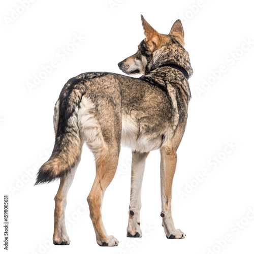 A detailed studio portrait of a wolf looking over its shoulder isolated on transparent background