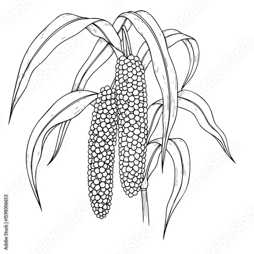 2 Millets Hanging on a Stem Isolated on Transparent PNG Background – Hand Drawn Illustration