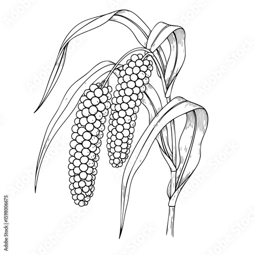 2 Millets Stems Bent to the Side Isolated on Transparent PNG Background – Hand Drawn Illustration