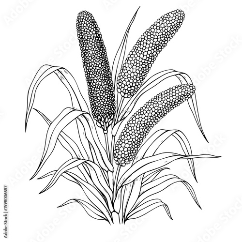 Millets Plant with Leaves Isolated on Transparent PNG Background – Hand Drawn Illustration
