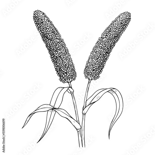 Minimal Millets Stem Isolated on Transparent PNG Background – Hand Drawn Illustration