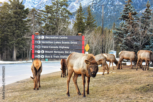 Fotografi Elk graze at entrance of Banff National Park unaffected by people watching