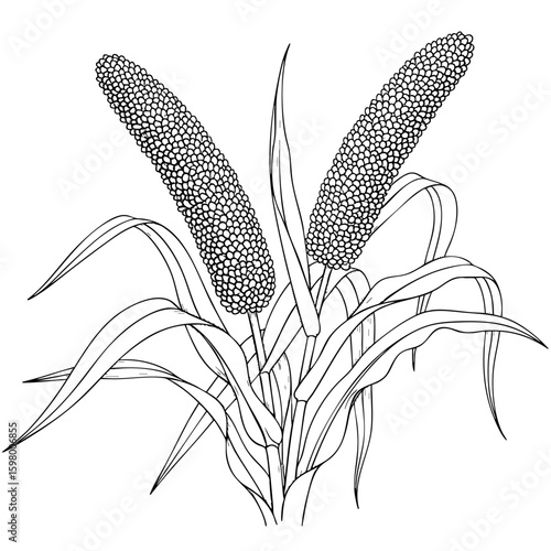 Millets Plants Isolated on Transparent PNG Background – Hand Drawn Illustration