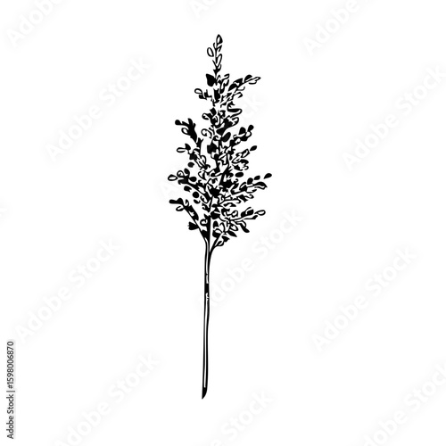 Single Little Millets Stem Isolated on Transparent PNG Background – Hand Drawn Illustration