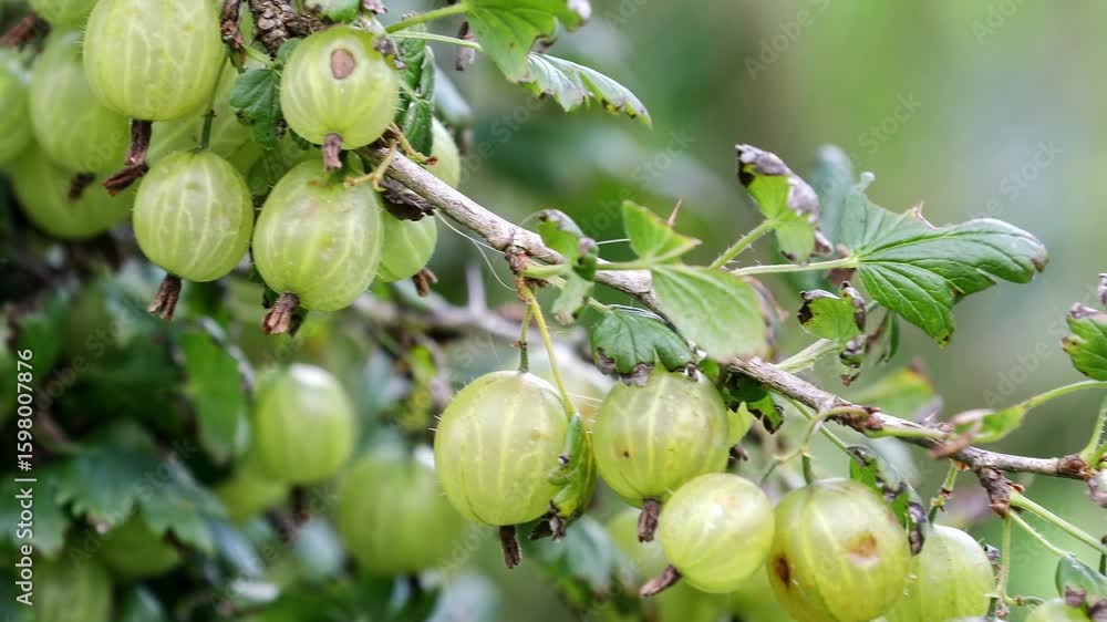 Fresh Gooseberries Growing on Branch in Summer Garden Close-Up Fresh Gooseberries Growing on Branch in Summer Garden Close-Up