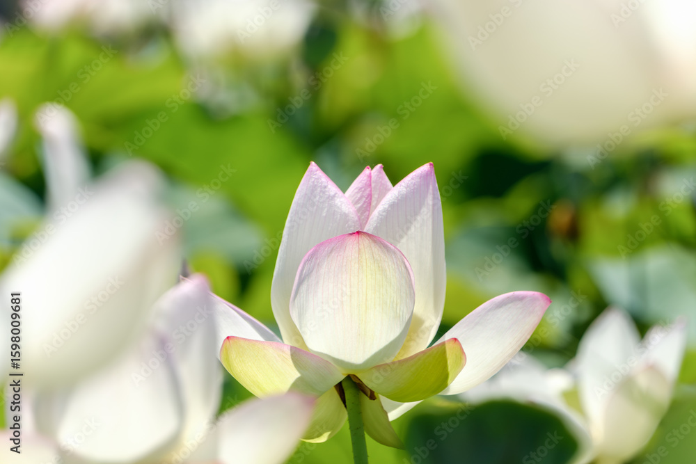 Fototapeta premium 淡いピンク色の蓮の花のつぼみと緑の背景
