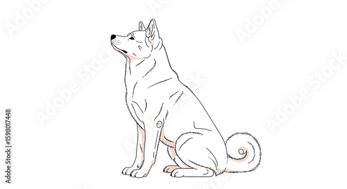 Elegant line drawing of a japanese akita inu dog sitting gracefully looking upwards