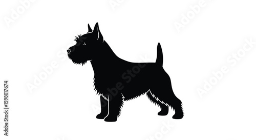 Energetic and adorable scottish terrier companion animal standing proudly outdoors