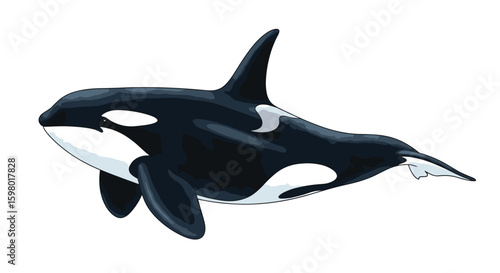Majestic killer whale swimming gracefully through ocean waters capturing its prey underwater