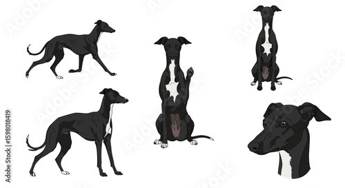 Graceful black greyhound dogs posed in various stances for artistic presentation